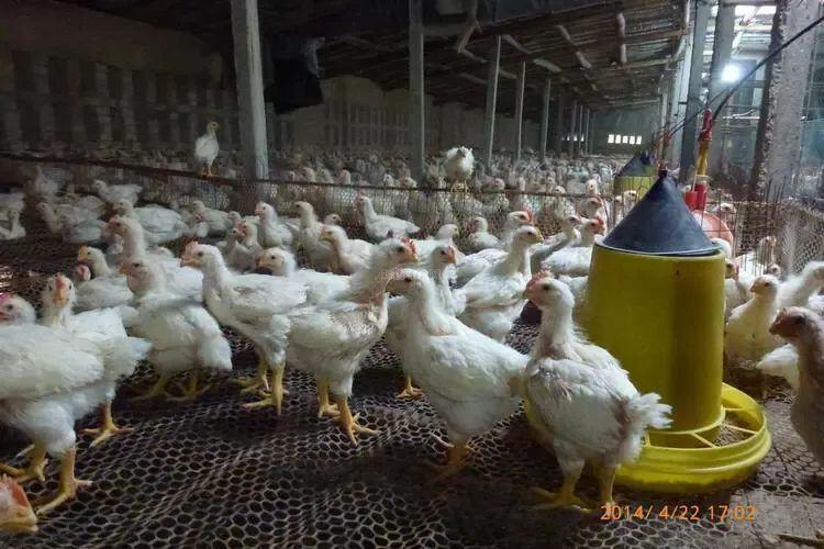 全国门店超3100家，黄焖鸡米饭深陷“中毒门”！冻鸡市场还需加强管控？