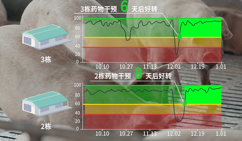 沈阳喜加喜专访 | 饲料转养猪，年出栏育肥猪10万头，借助智能化工具提升养猪人效【勃林格特约·智能健康】