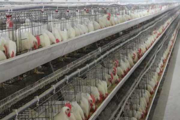 预计年出栏820万羽，新增营收1.8亿元！山东台头镇数字化养鸡助力乡村振兴