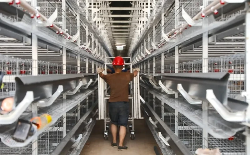 年产鲜鸡蛋2.16万吨！贵州龙坪镇百万羽蛋鸡项目正式投产