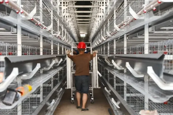 年产鲜鸡蛋2.16万吨！贵州龙坪镇百万羽蛋鸡项目正式投产