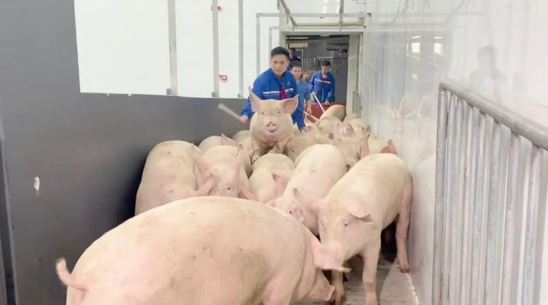 三大盛会！扬翔系列美食惊艳亮相广东、广西