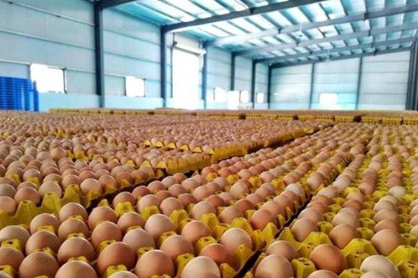 西藏养鸡存活率97%以上?湖北企业家助力藏区实现“鸡蛋自由”