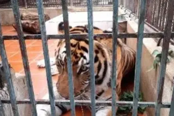 越南数十只圈养老虎狮子死亡！尸体检出禽流感病毒！