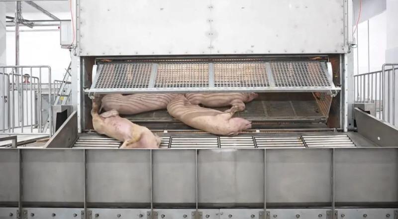 《农民日报》：扬翔科技赋能全产业链，创新乡村振兴新路径