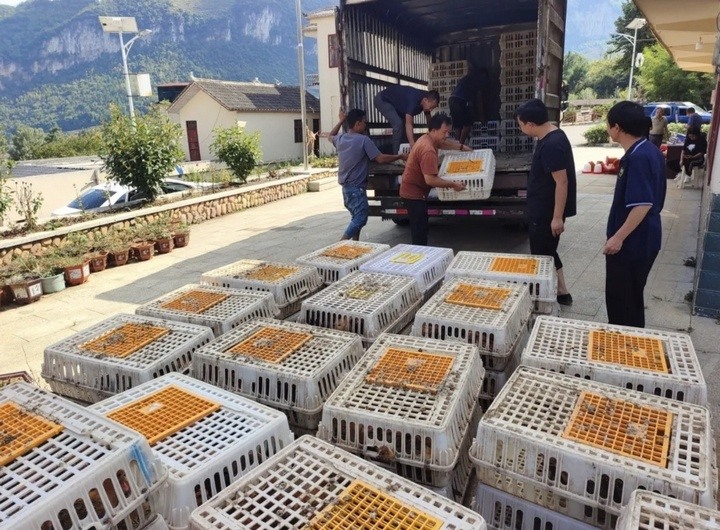 发放免费鸡苗？！贵州毕节黄泥乡解锁增收“鸡”遇