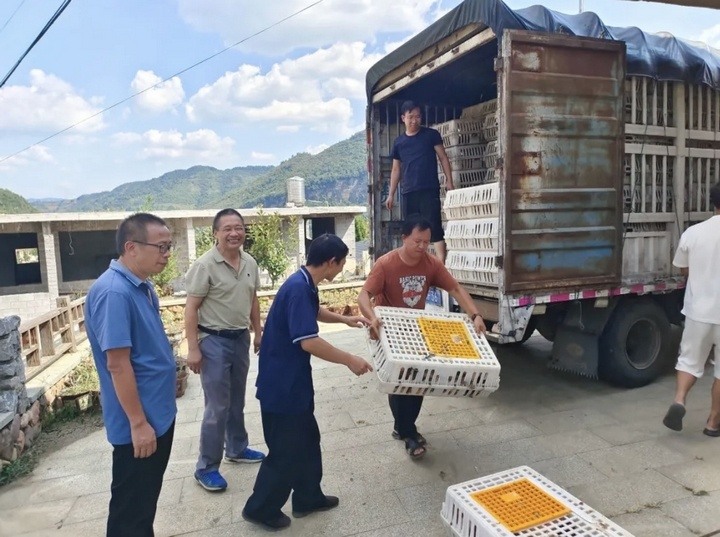 发放免费鸡苗？！贵州毕节黄泥乡解锁增收“鸡”遇