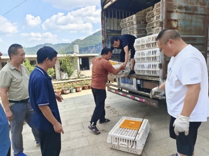 发放免费鸡苗？！贵州毕节黄泥乡解锁增收“鸡”遇