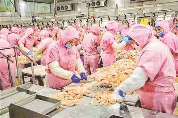 1-7月实现产值5.38亿元！山西汾西县大力推进肉鸡专业镇发展