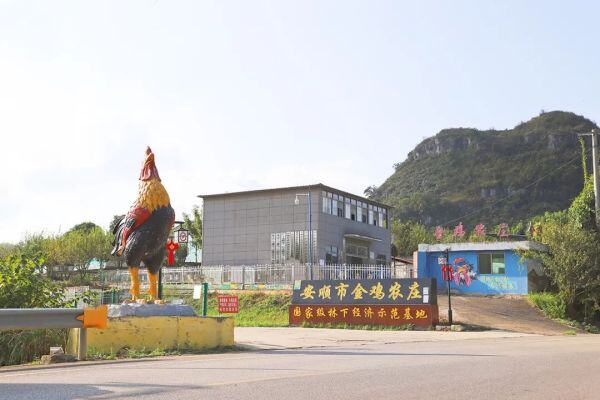 贵州安顺金鸡农庄年出栏禽苗260万羽，自主选育“金鸡麒麟花鸡”，在广州线下直营！