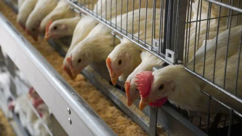 蛋鸡存栏409.14万羽！龙头企业助力云南建水县蛋鸡产业高质发展