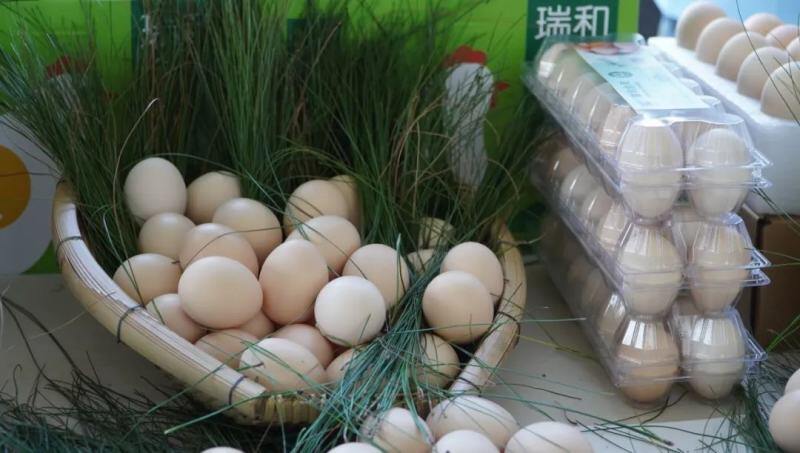 蛋鸡存栏409.14万羽！龙头企业助力云南建水县蛋鸡产业高质发展