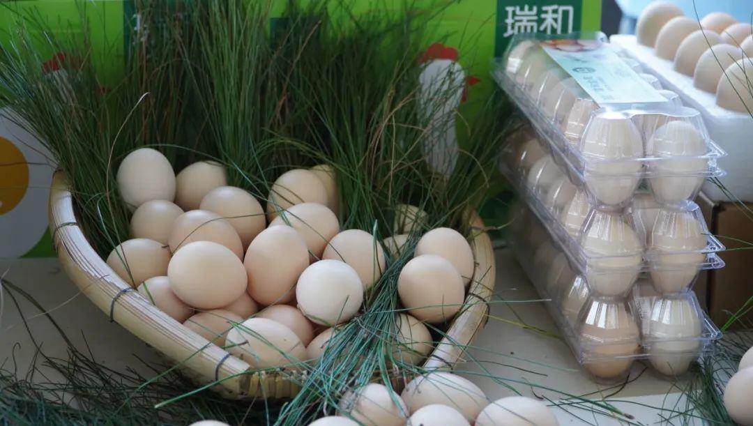 蛋鸡存栏409.14万羽!龙头企业助力云南建水县蛋鸡产业高质发展