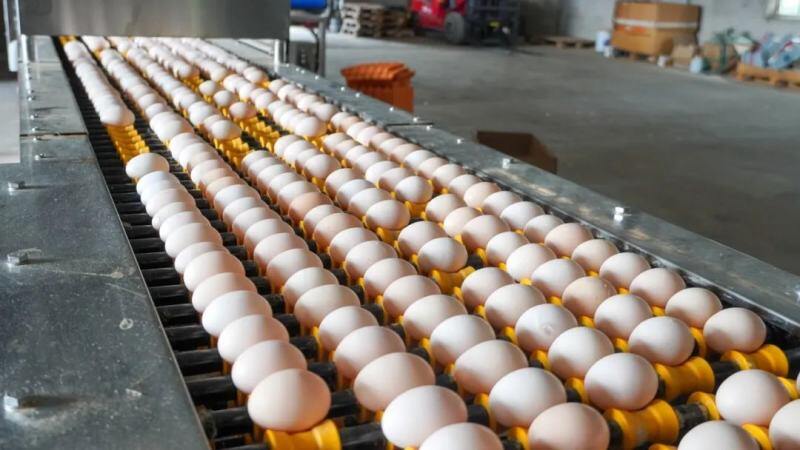 蛋鸡存栏409.14万羽！龙头企业助力云南建水县蛋鸡产业高质发展