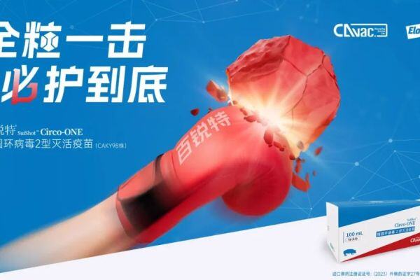 林昭男：猪圆环病已明显由保育转向育肥阶段，疫苗防控是关键！礼蓝动保百锐特®新品发布【礼蓝专访】