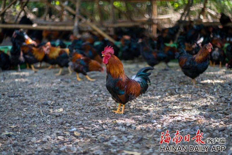 海南儋州鸡入选全国农业优异种质资源！