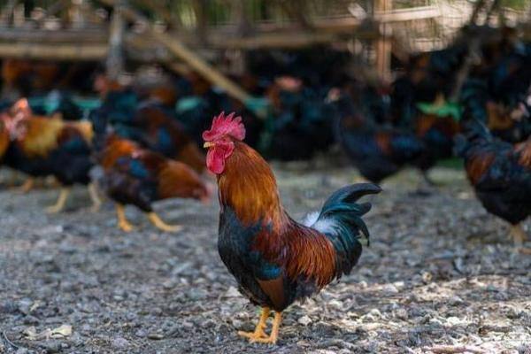 海南儋州鸡入选全国农业优异种质资源！