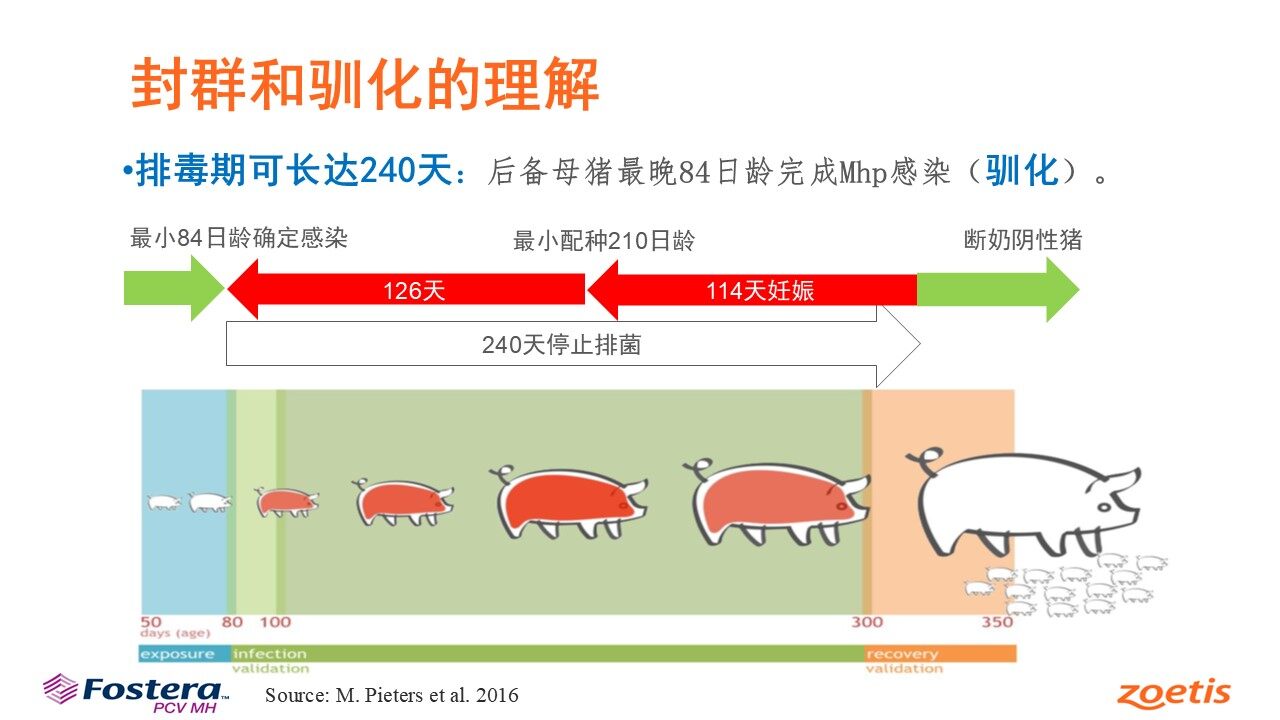 王科文：优化封群加药法，硕腾Mhp Guardian提升猪肺炎支原体净化成功率【第五届新猪派养猪产业峰会】