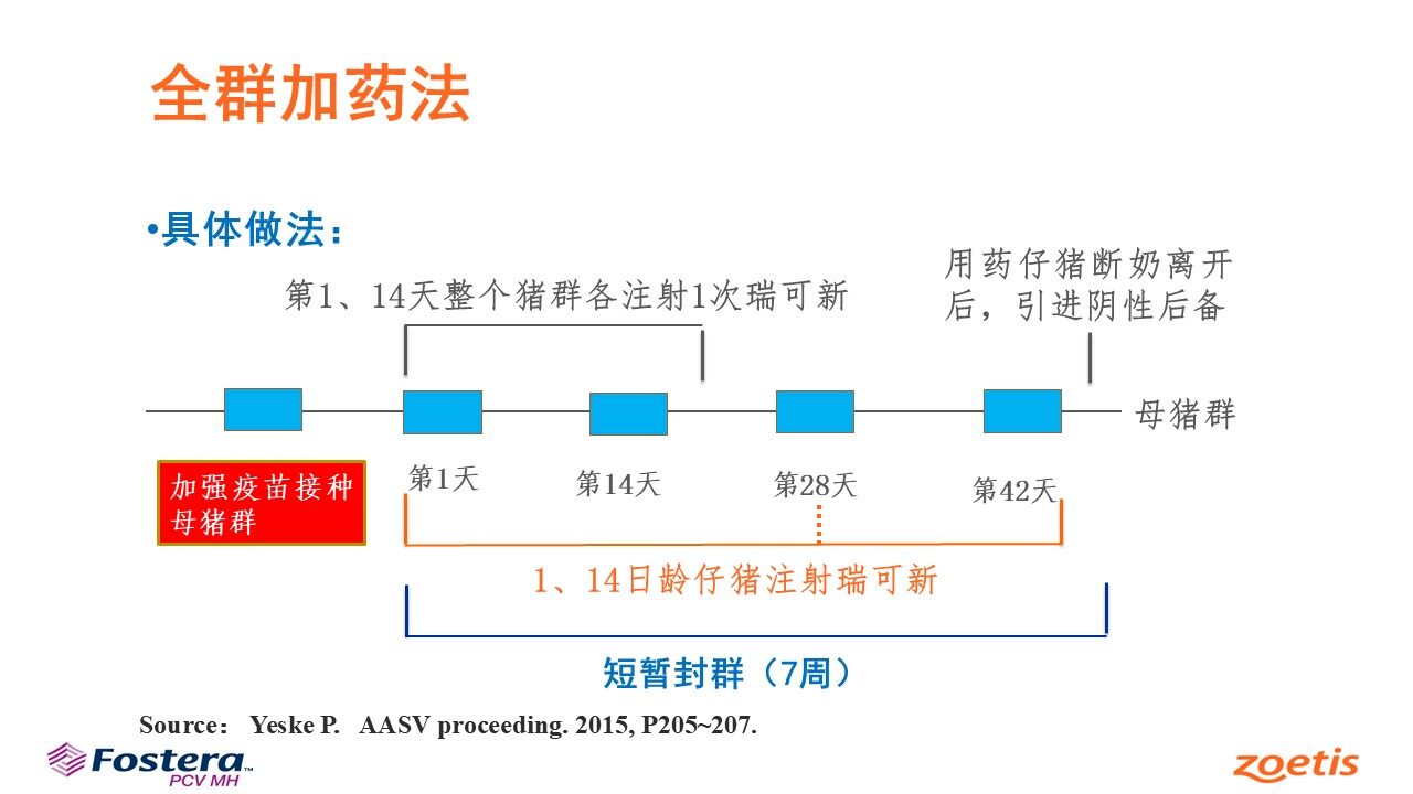 王科文：优化封群加药法，硕腾Mhp Guardian提升猪肺炎支原体净化成功率【第五届新猪派养猪产业峰会】