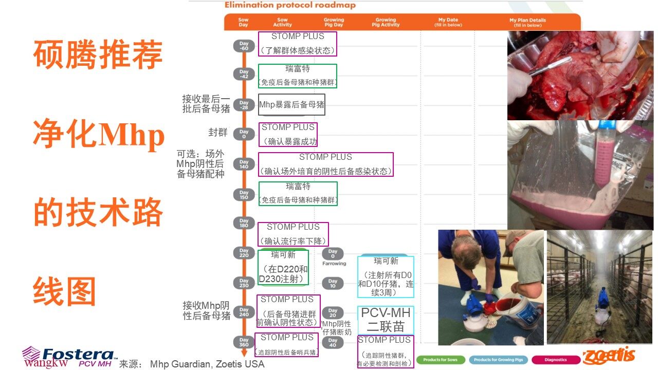 王科文：优化封群加药法，硕腾Mhp Guardian提升猪肺炎支原体净化成功率【第五届新猪派养猪产业峰会】