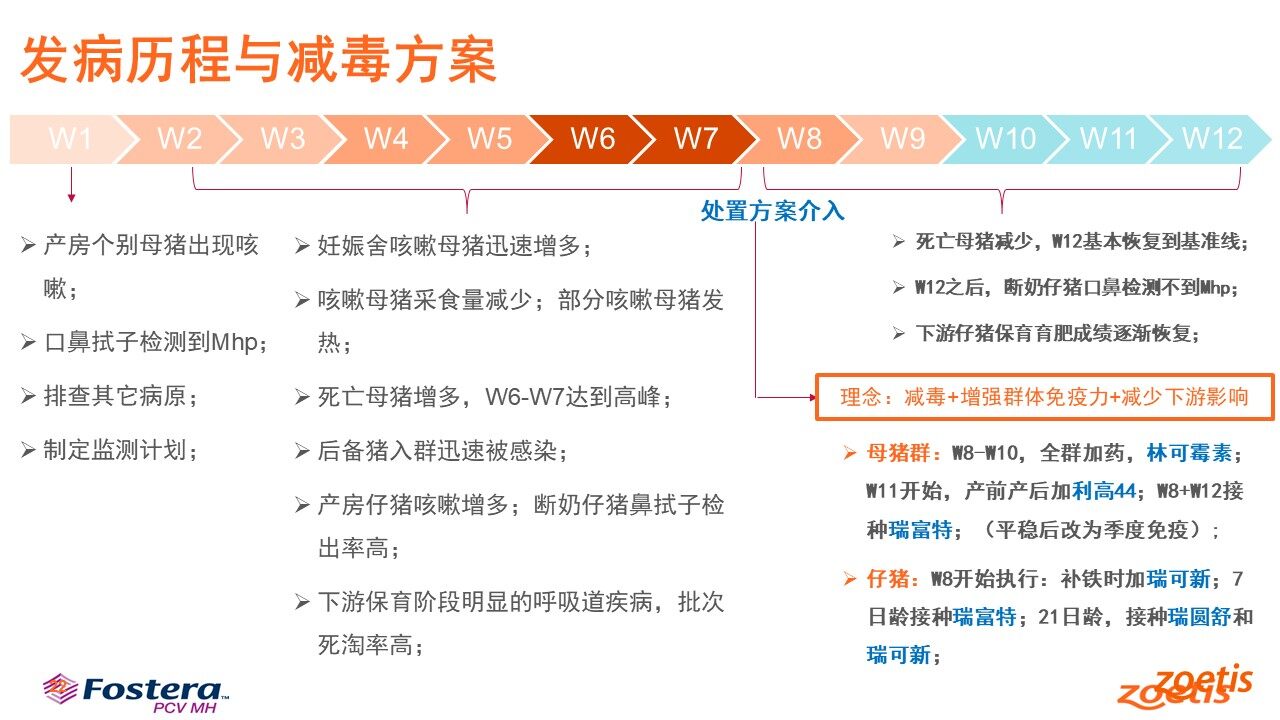 王科文：优化封群加药法，硕腾Mhp Guardian提升猪肺炎支原体净化成功率【第五届新猪派养猪产业峰会】