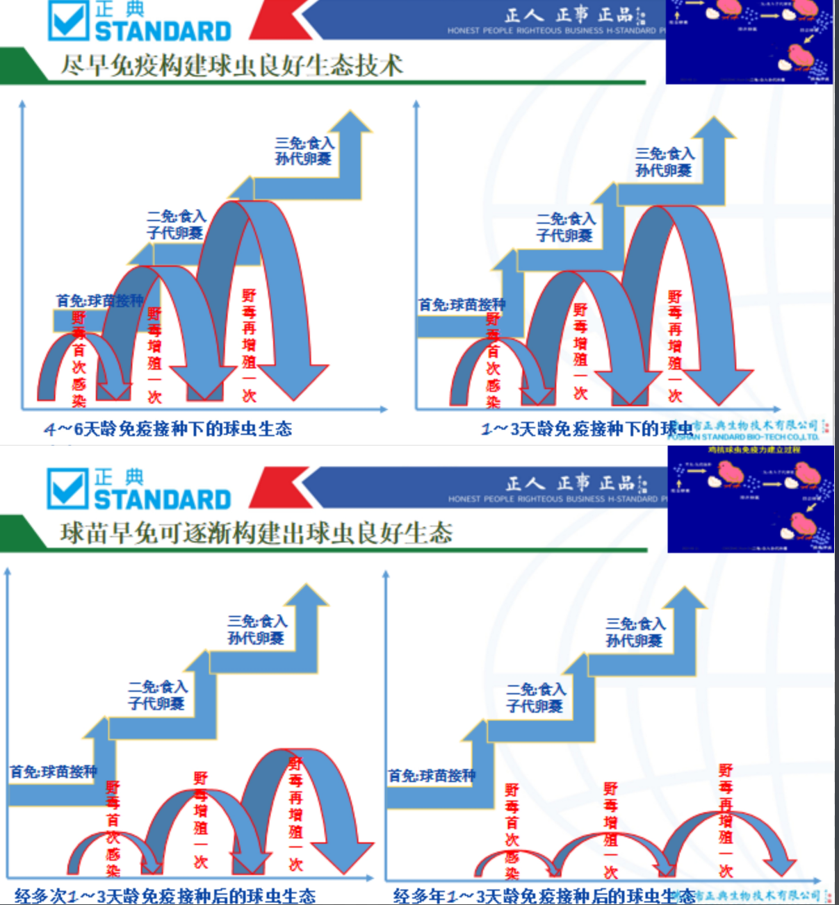 布氏球虫阳性率34.2%！“4+2”全面保护，正典鸡球虫病二价活疫苗隆重发布！