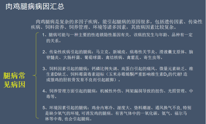 薛宝君：肠道健康关联肉鸡腿病，挑战动保助力肉鸡肠道健康问题