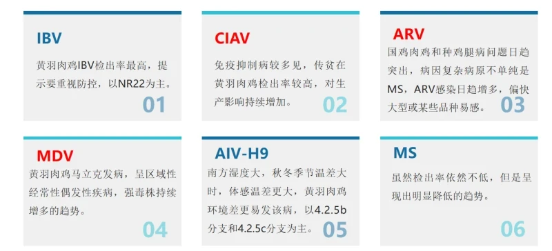 国鸡传贫阳性率21%！南方马立克毒株6成来自广西，防控还需双价疫苗免疫！呼肠孤病毒引起的腿病问题亦不容忽视！