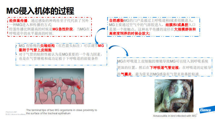 产蛋异常？呼吸道疾病？黄秀英：家禽支原体病需监控、防控两手抓