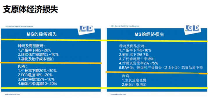 产蛋异常？呼吸道疾病？黄秀英：家禽支原体病需监控、防控两手抓