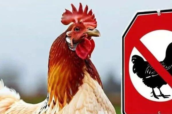 最新通告！广东江门活禽禁售政策“延期”