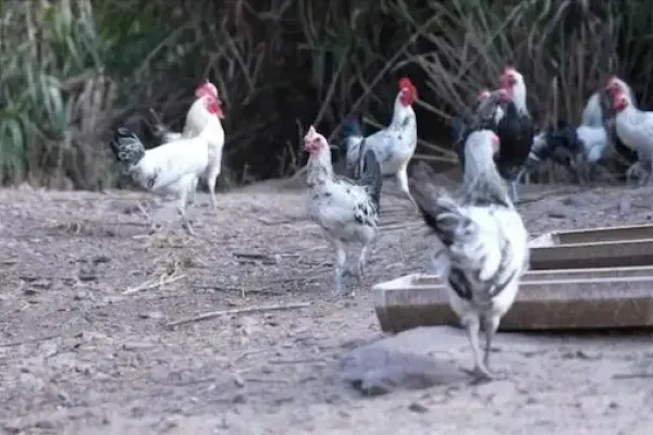 浙江松阳鸡摘得”国字号“