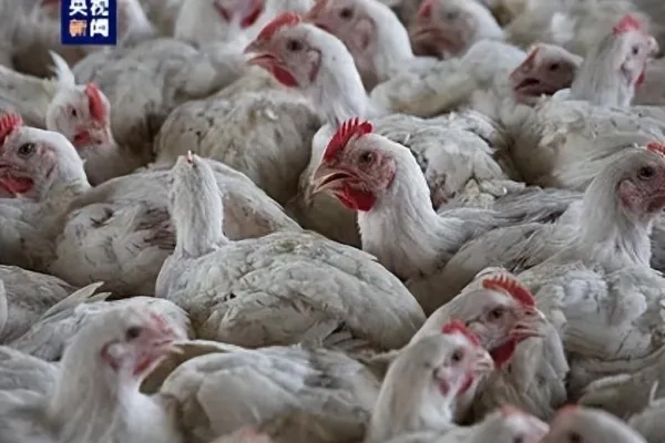 邻国发现首例人感染H5N2型病例！附最新一周禽流感国际动态