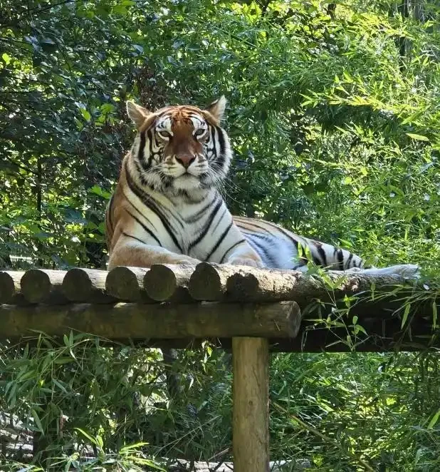 美洲狮等20只猫科动物不到一个月内死亡！美国一动物保护区暴发高致病性禽流感