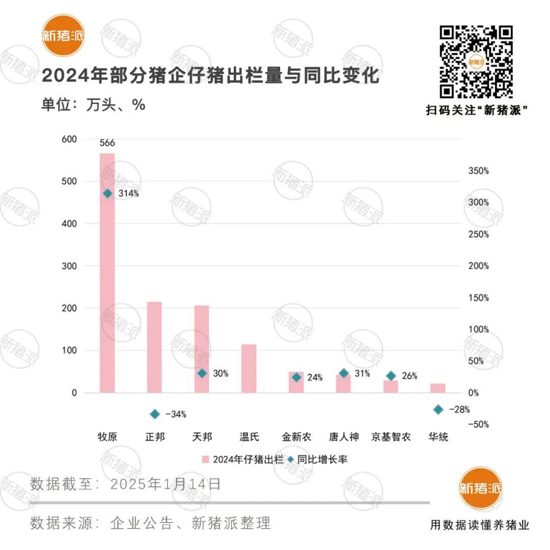 2024年仔猪外销1243万头！温氏开售即破百万头，牧原同比暴增314%……猪苗或成为常态化产品