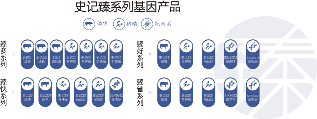 商品猪屠宰结算可多盈利近100元？史记生物定义育种新风向，高效优质是核心竞争力