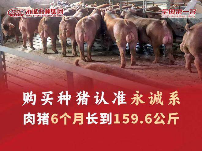 牧原&永诚再度携手:引种创新驱动自主育种,培育中国特色种猪品种