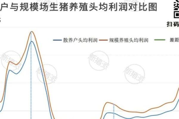 头均利润81元！养猪年毛利率仅为4%，散户加入代养生态圈或是趋势【勃林格特约·猪业视野】