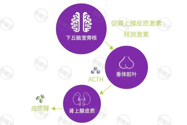 母猪配种转群应激减胎，窝总仔数差2头，集约化生产高产母猪应激损失不容忽视