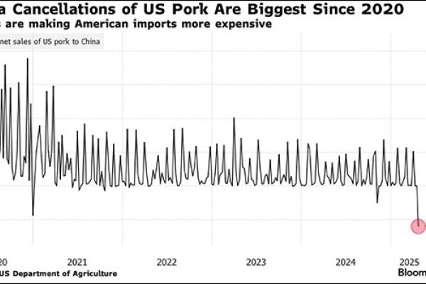 暴跌72%！中国取消1.2万吨美国猪肉的采购订单，单周交货量创5年来最低记录
