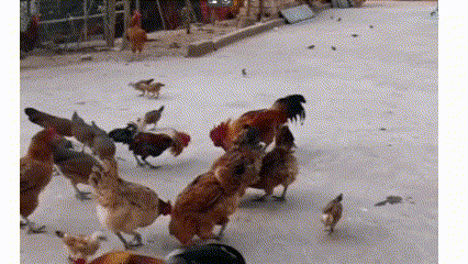 怎样通过一道菜看出你是哪里人?