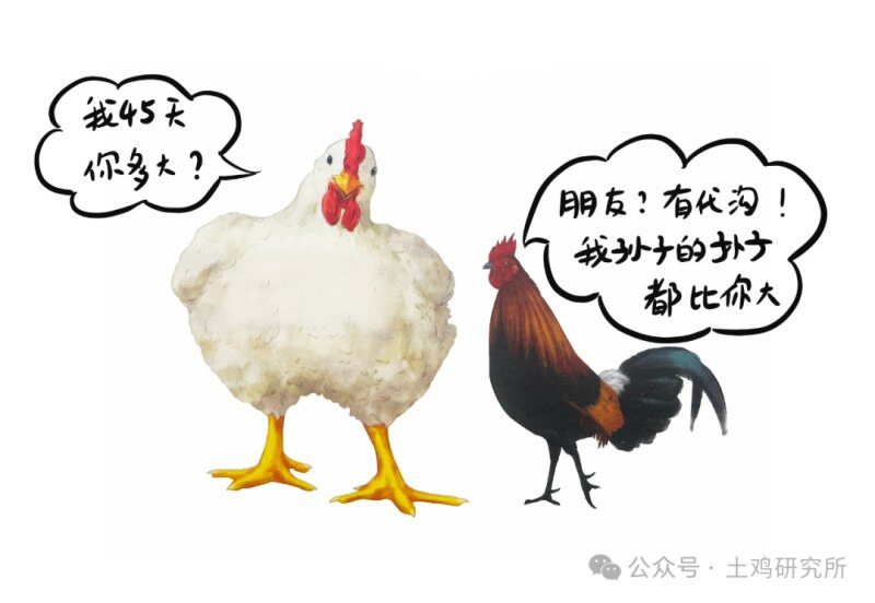为什么鸡养越久越好吃？
