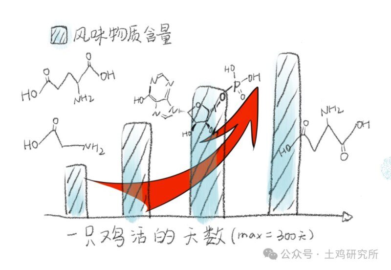 为什么鸡养越久越好吃？