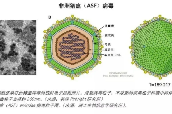 非瘟疫苗的研发现状和技术难点分析