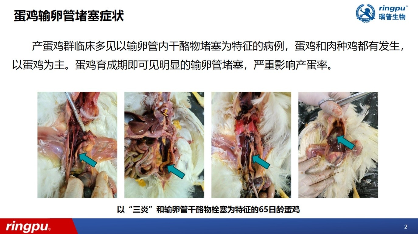 产蛋率低至50%！近年来多地高发！蛋鸡输卵管堵塞流行加剧，综合防控成焦点