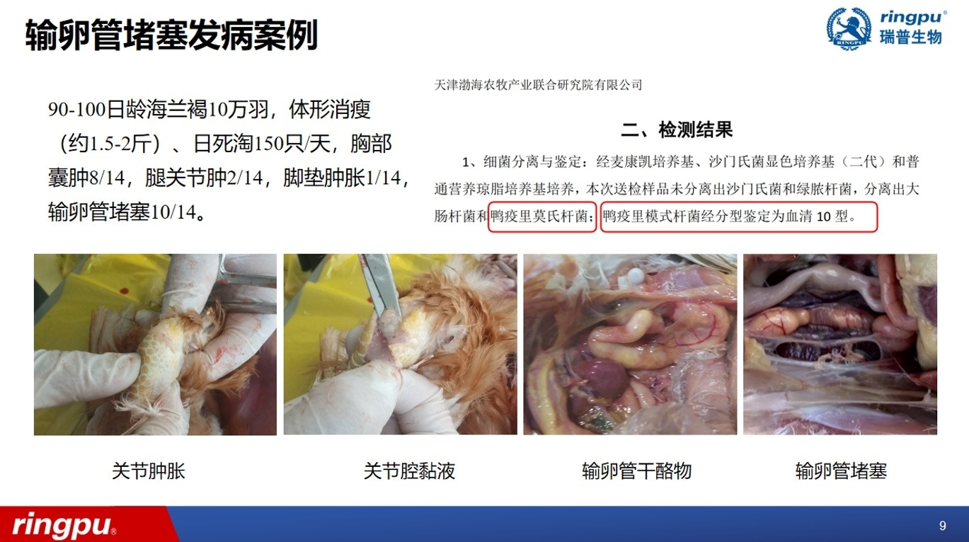 产蛋率低至50%！近年来多地高发！蛋鸡输卵管堵塞流行加剧，综合防控成焦点