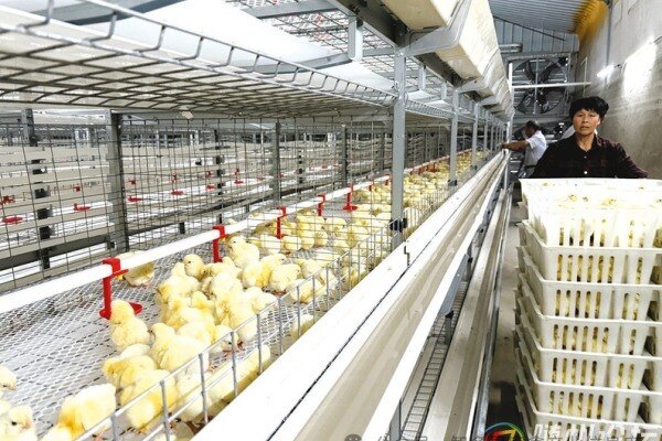 新希望、海大、双胞胎等饲企禽料涨100元/吨；安徽华卫集团预重整；上半年白鸡引种15.26万套【正典生物·禽听要闻】