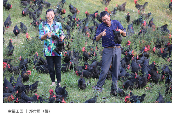 寻找“最美中华土鸡”丨邓付勇 湘佳石门土鸡