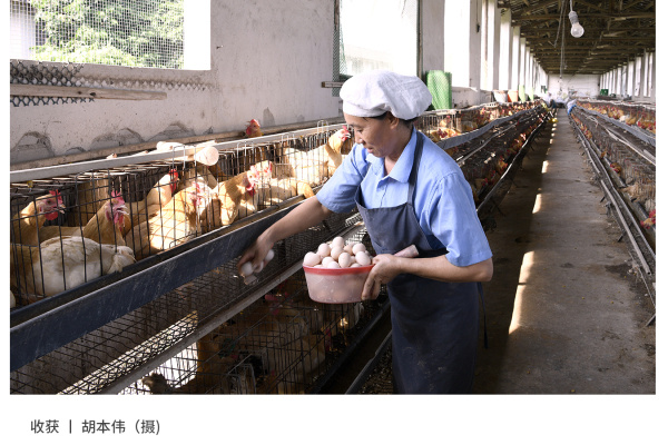 寻找“最美中华土鸡”丨胡本伟 岑溪古典鸡