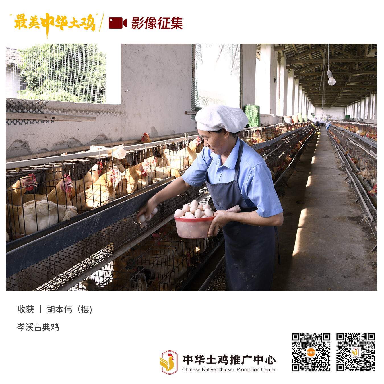 寻找“最美中华土鸡”丨胡本伟 岑溪古典鸡